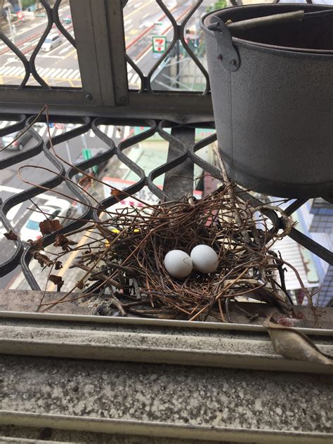 斑鳩築巢下蛋風水|網友家陽台野鳥築巢下蛋 內行人給建議：別摸別開窗